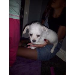 Chihuahua x poodle