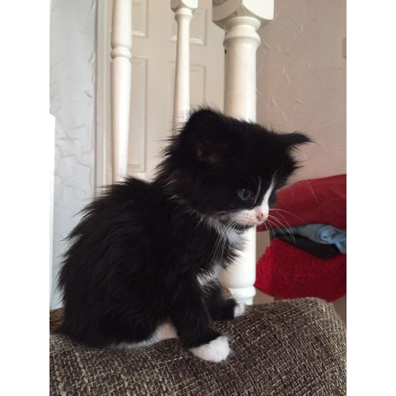 Beautiful kitten ready to go!