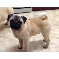 Pug boy with KC