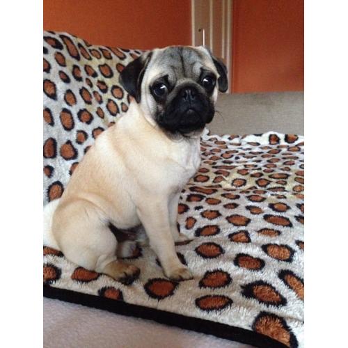 Pug boy with KC