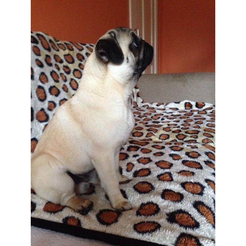Pug boy with KC