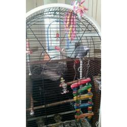 African Grey Parrot