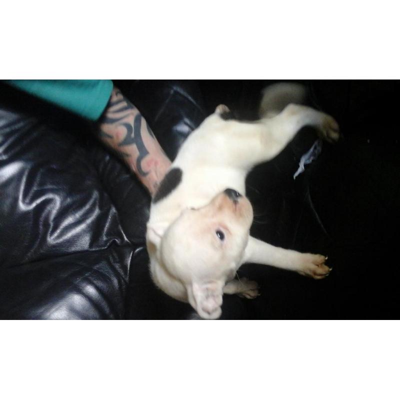 1 beautiful staffy pup for sale