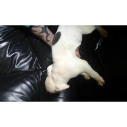 1 beautiful staffy pup for sale