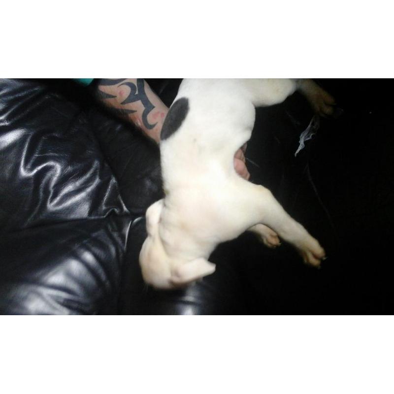 1 beautiful staffy pup for sale