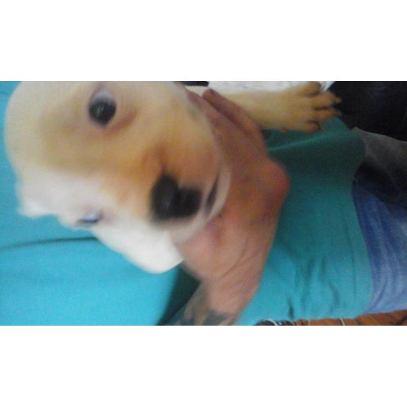 1 beautiful staffy pup for sale