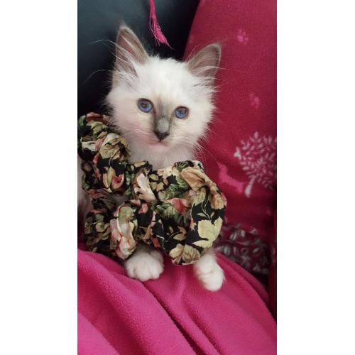 Birman kittens