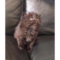 persian kitten