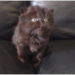persian kitten