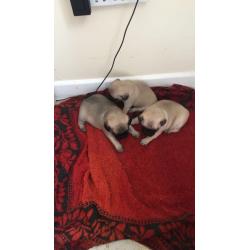 Pedigree Pug Puppies