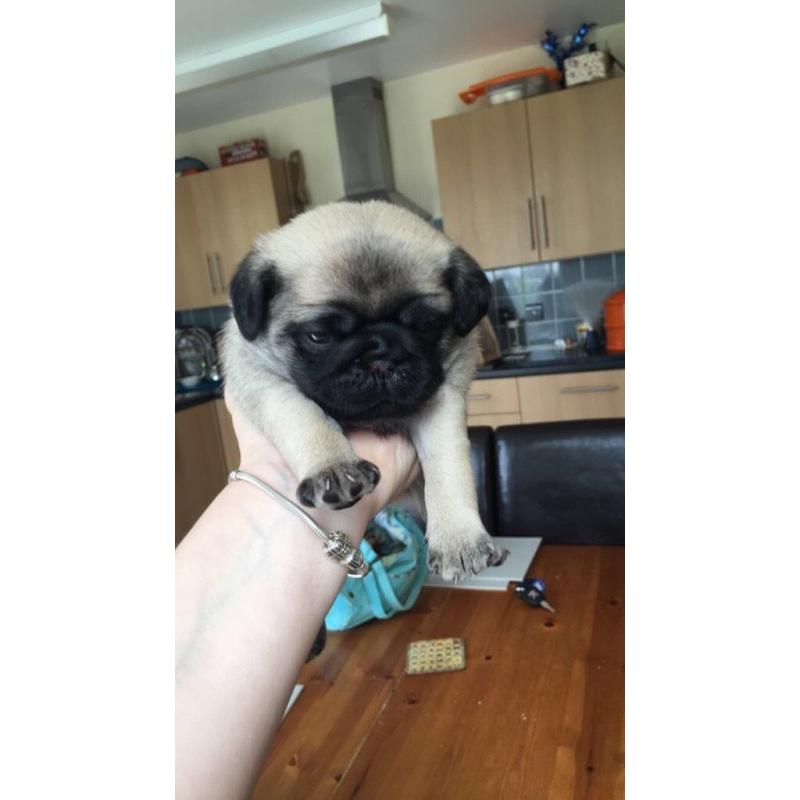 Pedigree Pug Puppies