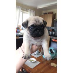 Pedigree Pug Puppies