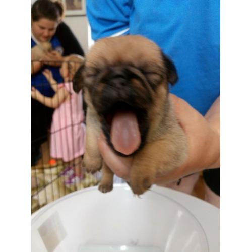 3/4 pug puppies