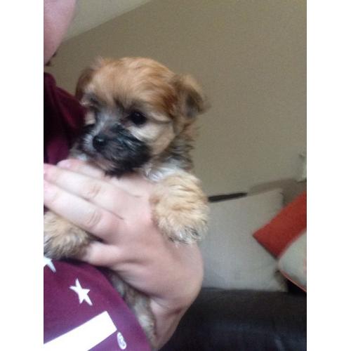 maltese yorkie pups