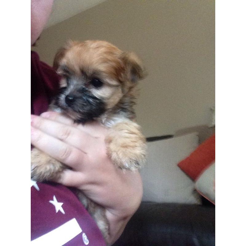 maltese yorkie pups