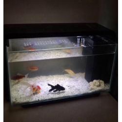 Fish Tank
