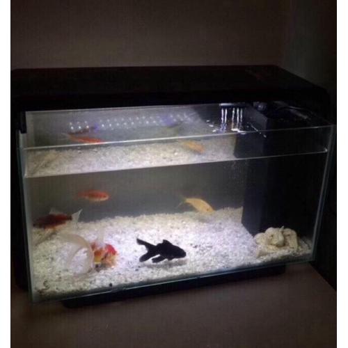 Fish Tank