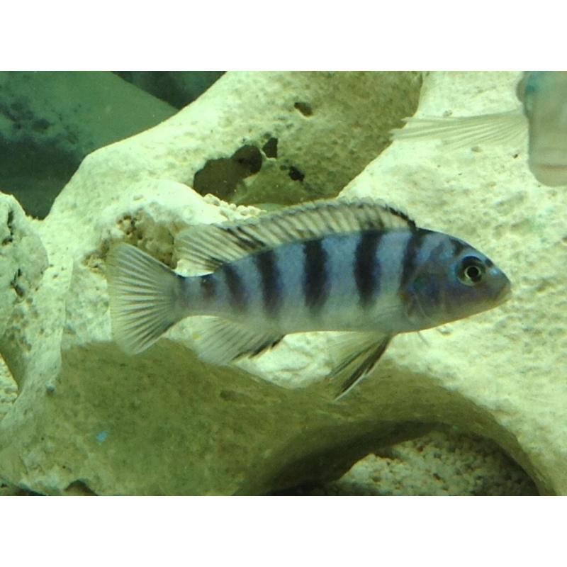 Malawi Cichlids - 3 Blue Kenyis