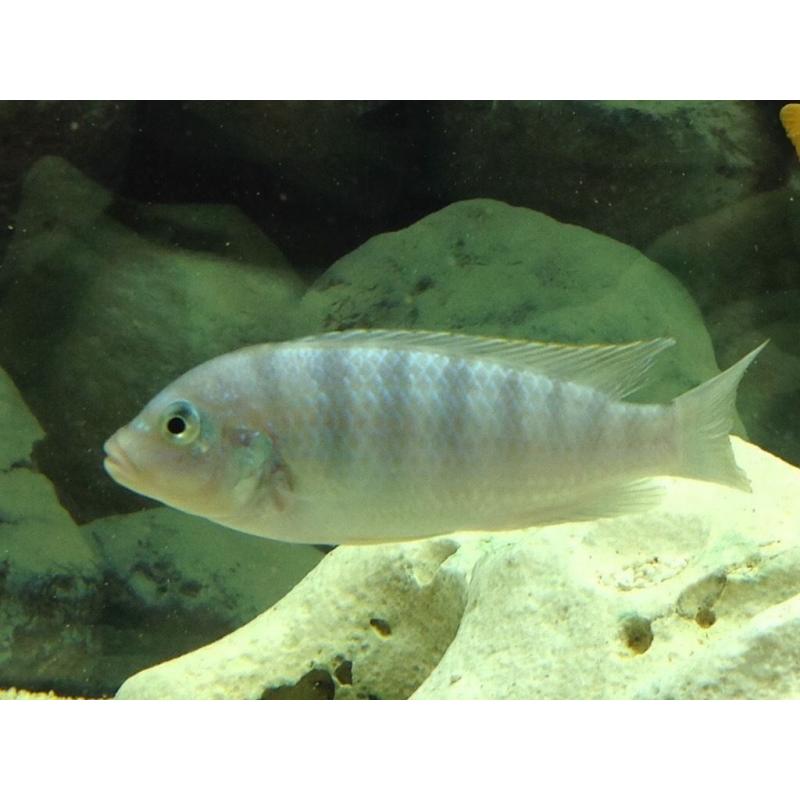 Malawi Cichlids - 3 Blue Kenyis