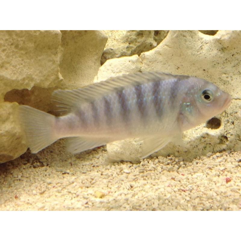 Malawi Cichlids - 3 Blue Kenyis