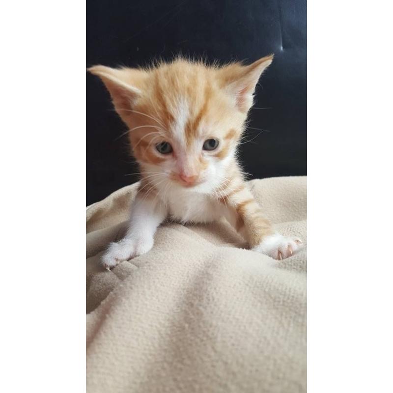 Polydactyly kittens ( KITTENS WILL BE READY TO LEAVE 27 august) deposit only being taken