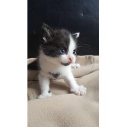 Polydactyly kittens ( KITTENS WILL BE READY TO LEAVE 27 august) deposit only being taken