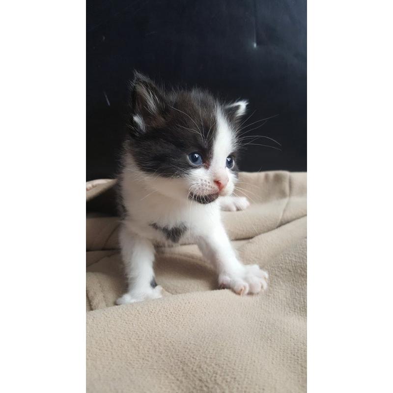 Polydactyly kittens ( KITTENS WILL BE READY TO LEAVE 27 august) deposit only being taken