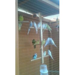 Birds for sale