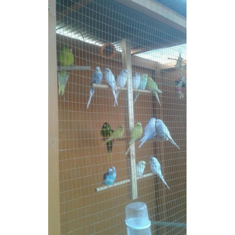 Birds for sale