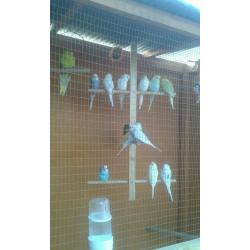 Birds for sale