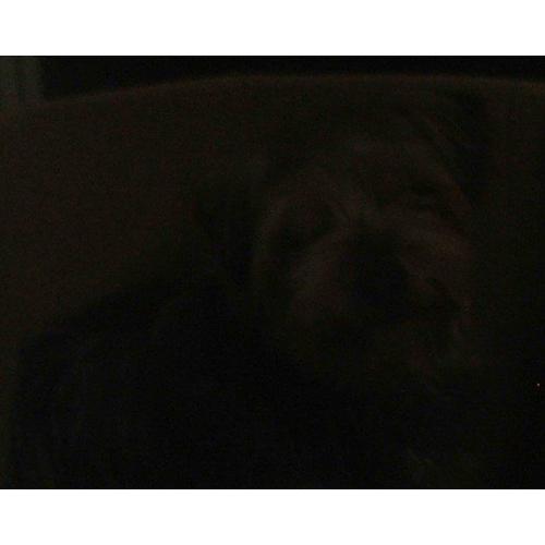 yorkie girl --- female yorkshire terrier ---- papers jabs etc
