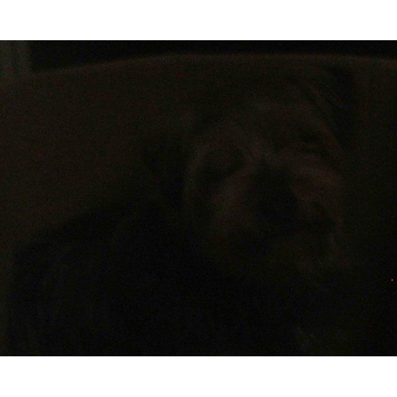 yorkie girl --- female yorkshire terrier ---- papers jabs etc