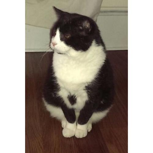 Black & White male cat lost in Broomhill