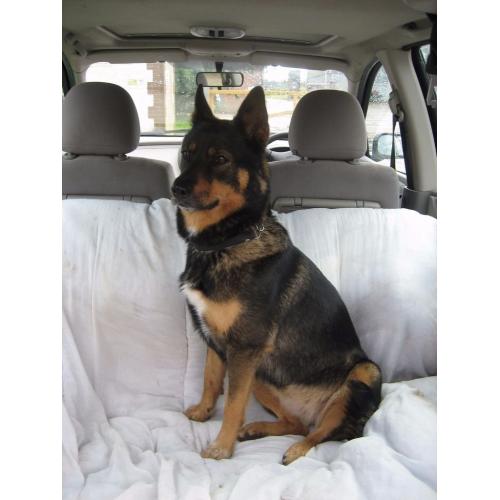 Alsatian X Husky
