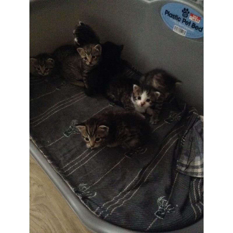 Kittens