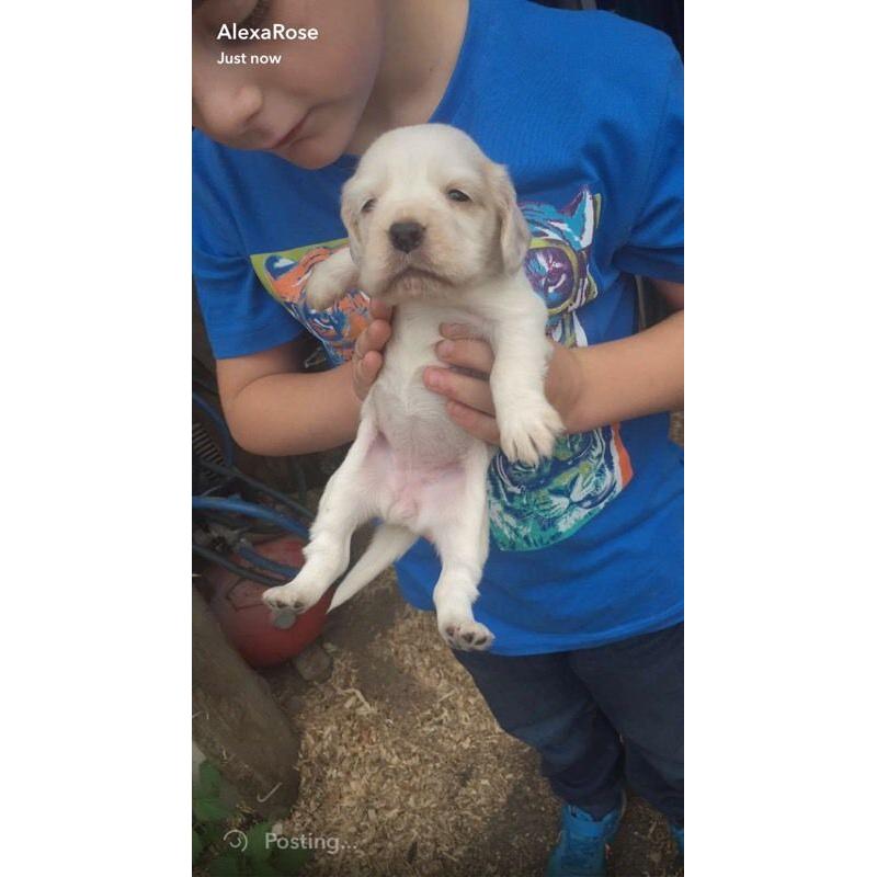 Cocker spaniel puppy