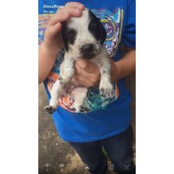 Cocker spaniel puppy