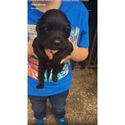 Cocker spaniel puppy