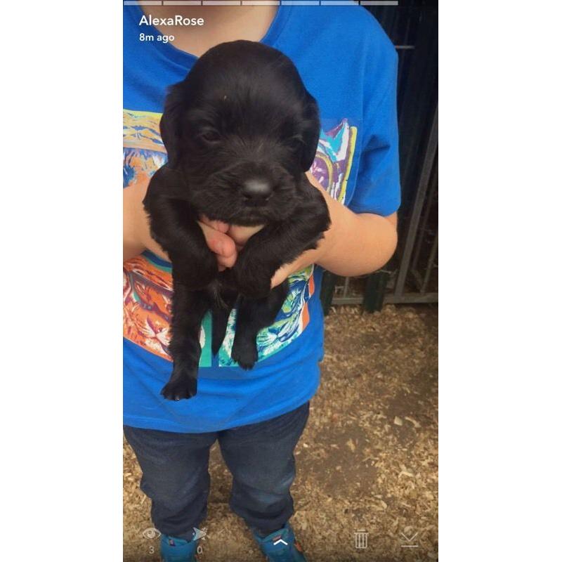 Cocker spaniel puppy