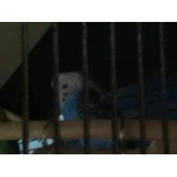Female budgie