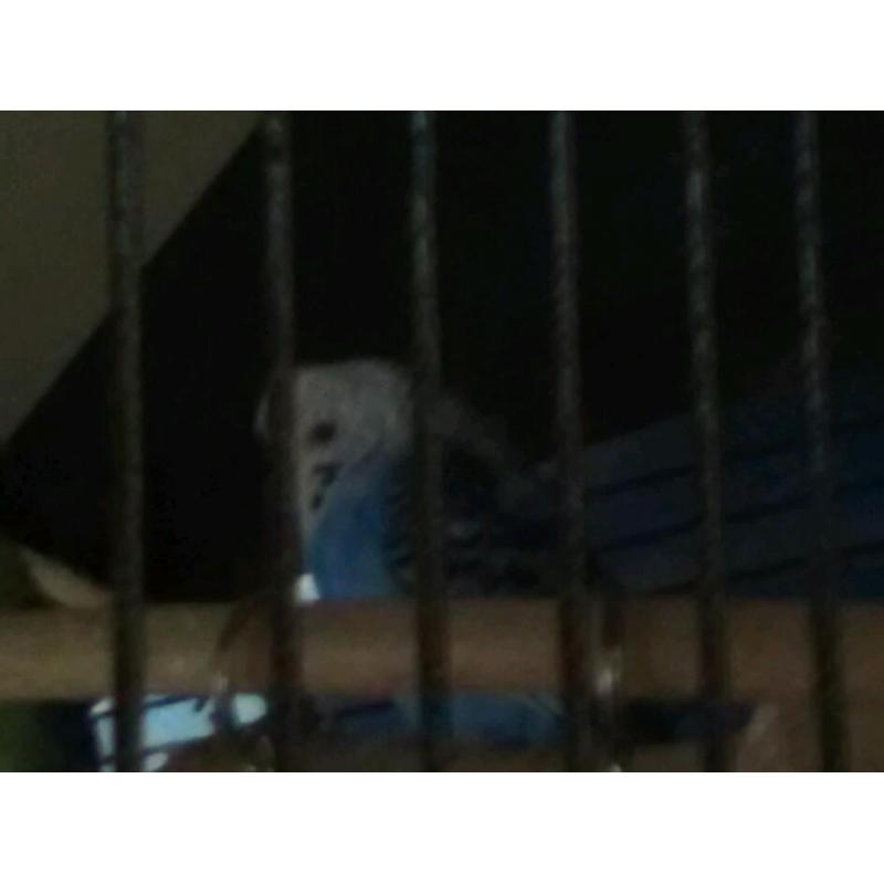 Female budgie
