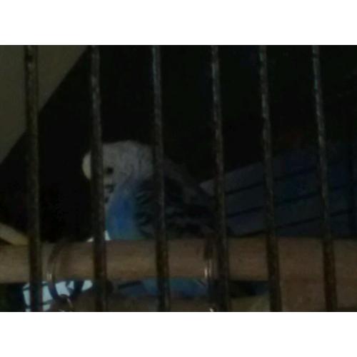 Female budgie