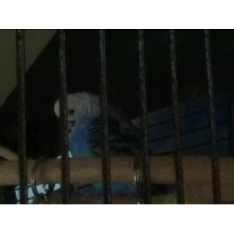 Female budgie