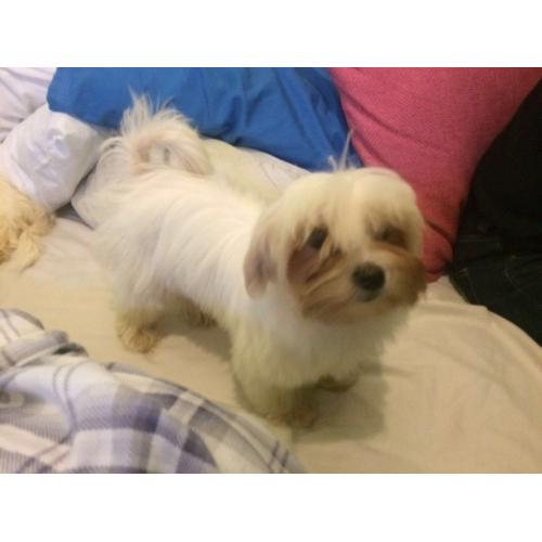 Maltese puppy