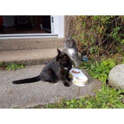Kittens
