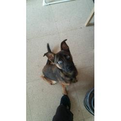 Pup for sale