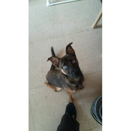 Pup for sale