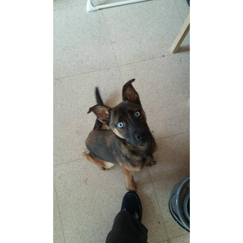 Pup for sale