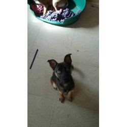 Pup for sale