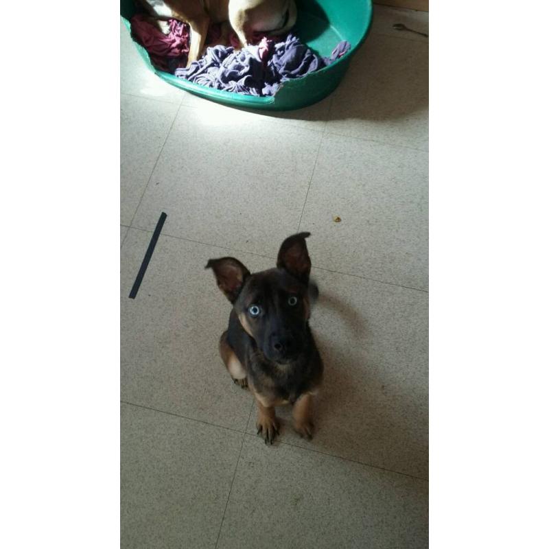 Pup for sale